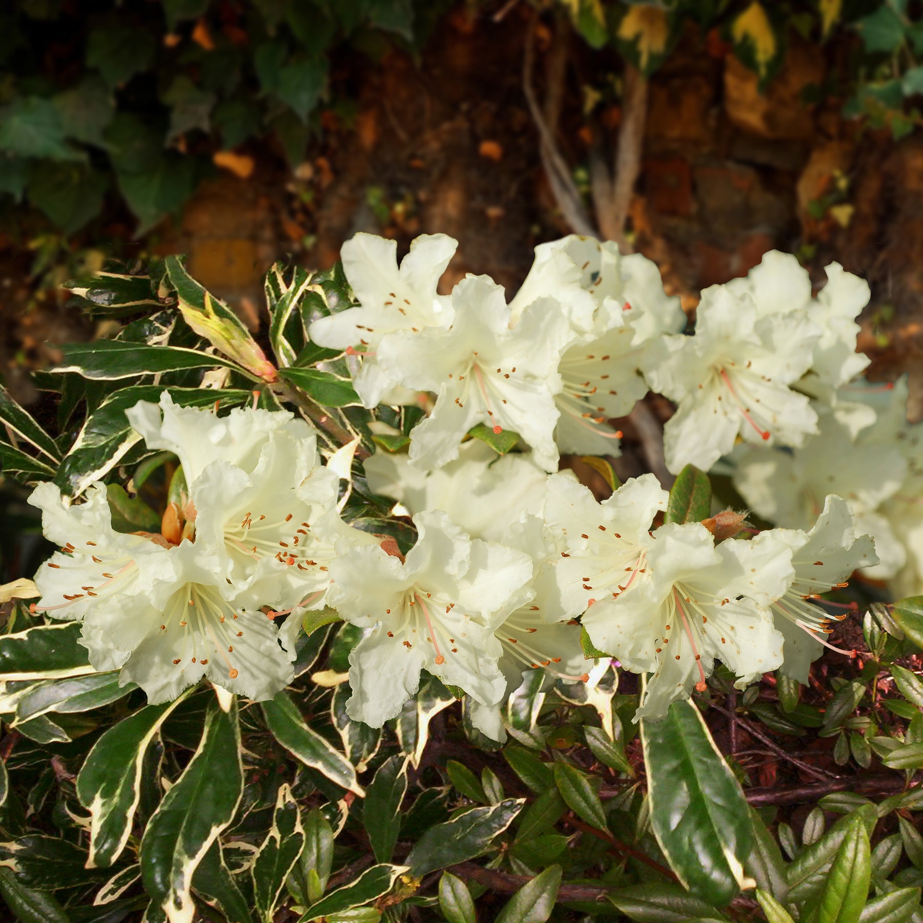 Rhododendron nain Cream Crest - Rhododendron nain cream crest - Plantes