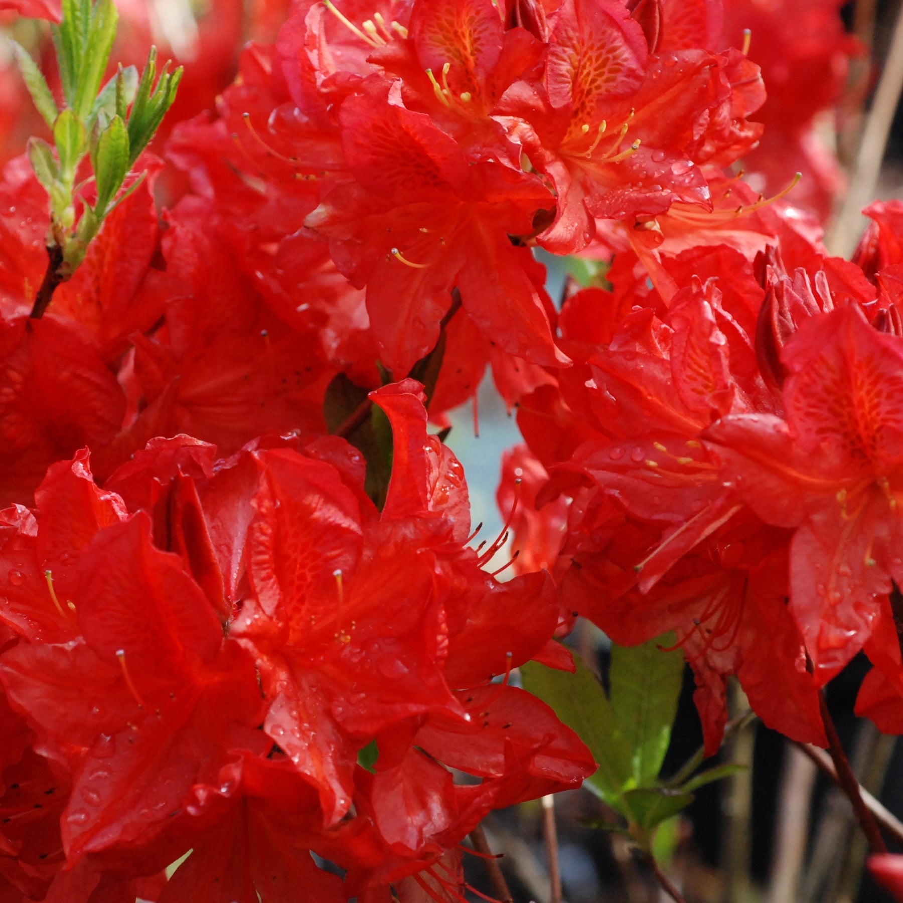 Azalée de Chine Peter Koster - Azalea mollis peter koster - Plantes