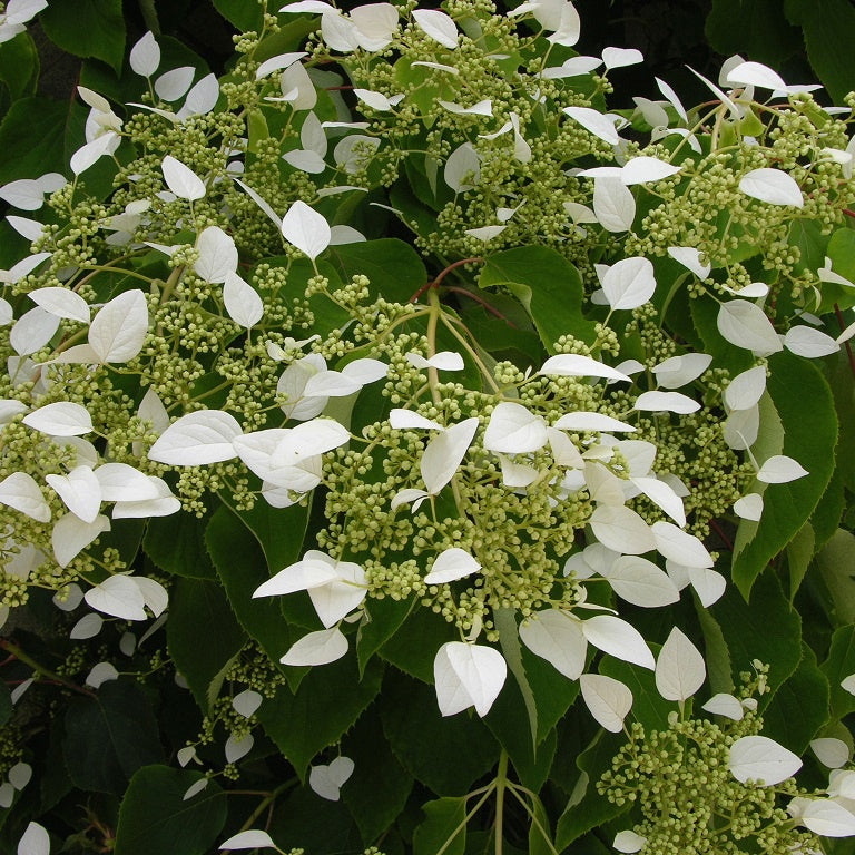 Hortensia grimpant du Japon - Willemse