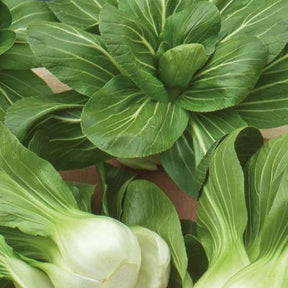 Chou de Chine Pak-choi Green Fortune F1 - Brassica campestris chinensis green fortune - Potager