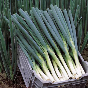 Ciboule Oignon tige Ishikura Long White - Allium fistulosum ishikura long white - Potager