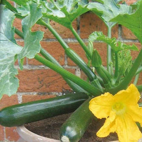 Courgette pour pot Patio Star F1 - Cucurbita pepo patio star f1 - Potager