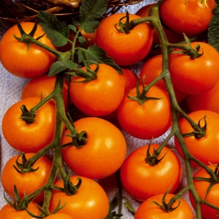 Collection de Tomates cerises - Collection tomates cerises - Potager