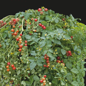 Tomate-cerise Micro Cherry - Lycopersicon lycopersicum micro cherry - Potager