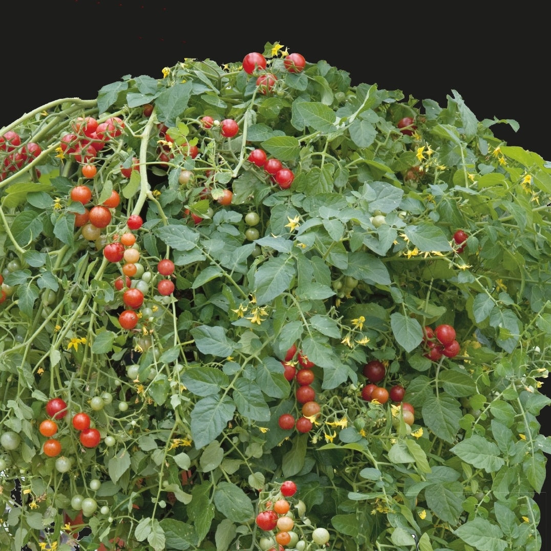 Tomate-cerise Micro Cherry - Lycopersicon lycopersicum micro cherry - Potager