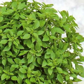 Basilic Grec nain compact pour pot Minette - Ocimum basilicum minette - Potager