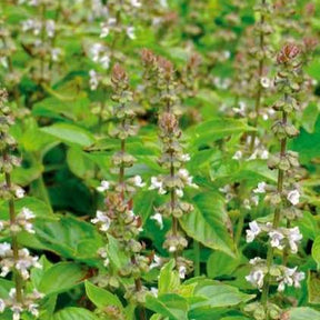 Basilic à l'odeur de citronnelle Mrs. Burns - Ocimum citridorum - Potager