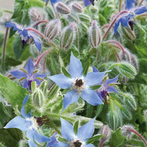 Bourrache Bleu Bio - Borago officinalis - Potager