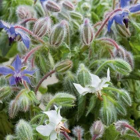 Bourrache Bleu et Blanche - Borago officinalis - Potager