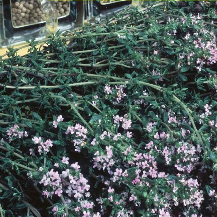 Thym d'hiver Bio - Thymus vulgaris - Potager