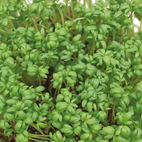 Cresson alénois commun Bio - Lepidium sativum - Potager