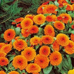 Souci double Orange Gitana - Calendula officinalis orange gitana - Potager