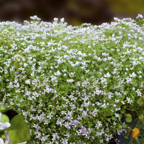 Violette miniature Starry Blue Blaze - Ionopsidium acaule starry blue blaze - Potager