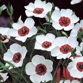 Lin à grandes fleurs Bright Eyes - Linum grandiflorum bright eyes - Potager