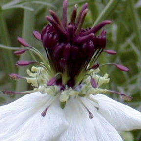 Nigelle d'Espagne African Bride - Nigella papillosa - Potager