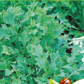 Pousses de navettes - Mesophylla Bio - Brassica rapa - Potager