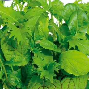 Laitues Misticanza di Lattghe en mélange - Lactuca sativa miscanza di lattghe - Potager