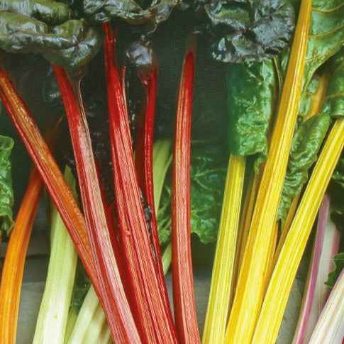 Poirées à cardes colorées en mélange - Beta vulgaris - Potager