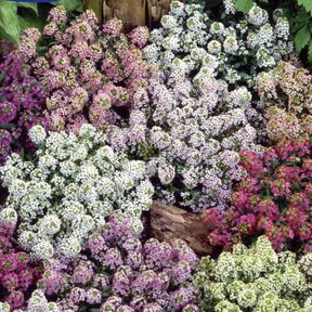 Alysses odorantes nain Magic Circles en mélange - Lobularia maritimum - Potager