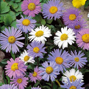 Aster vivace des Alpes en mélange - Aster alpinus - Potager