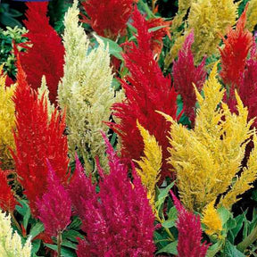 Célosie à épi plumeux Pampas Plume en mélange - Celosia argentea plumosa - Potager