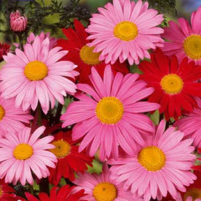 Chrysanthème vivace et Pyrèthre Robinson's Giants en mélange - Chrysanthemum coccineum - Potager