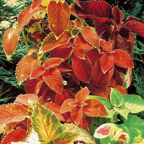 Coleus hybrides Rainbow en mélange - Coleus blumei - Potager