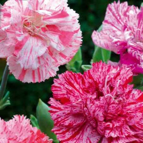 Oeillets des fleuristes Fantasy Picotée en mélange - Dianthus caryophyllus - Potager