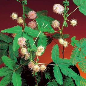 Mimosa pudique - sensitive - Mimosa pudica - Potager