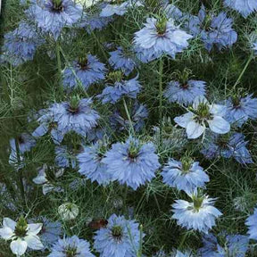 Nigelle de Damas Miss Jekyll Blue - Nigella damascena - Potager