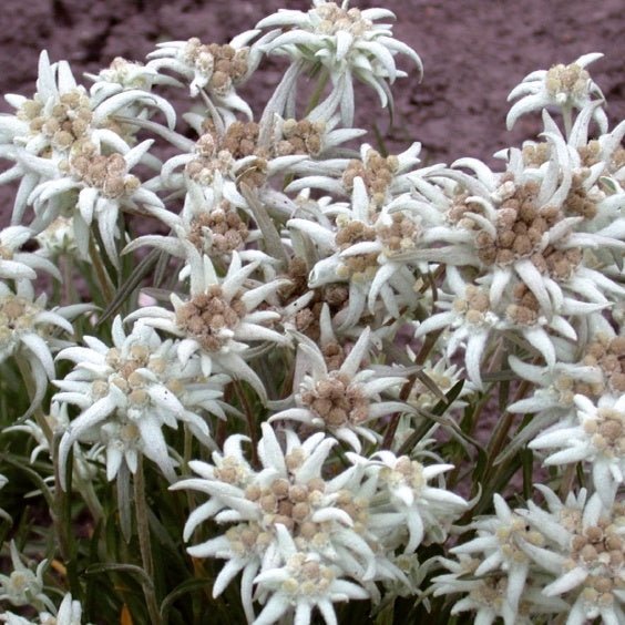 3 Édelweiss - Leontopodium alpinum - Plantes