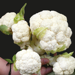 Chou-fleur Multi-Head F1 - Brassica oleracea multi-head f1 - Potager