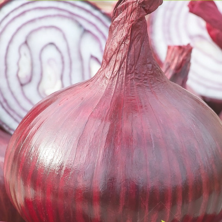 Oignon rouge Noordhollandse Bloedrode Bio - Allium cepa - Potager