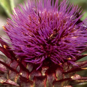 Artichaut Sauvage, Cardon - Cynara cardunculus - Potager