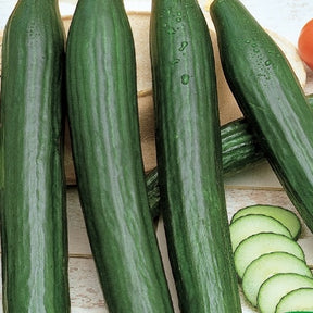 Concombre pour serre Fitness F1 - Cucumis sativus - Potager