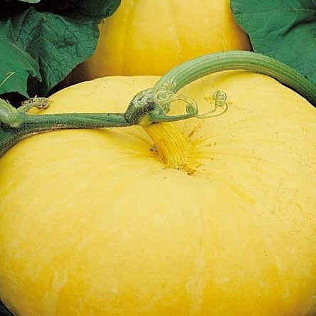 Potiron Gele Reuzen - Cucurbita maxima - Potager