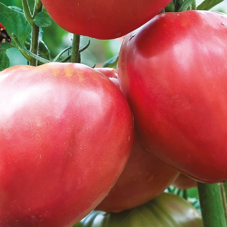 Tomate Cœur de boeuf Bio - Solanum lycopersicum coeur de boeuf - Potager