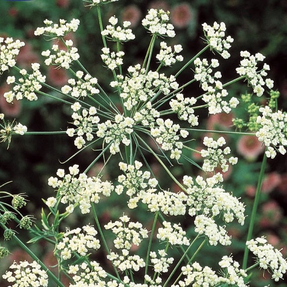 Anis vert - Pimpinella anisum - Potager