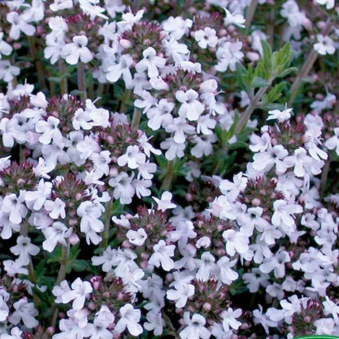 Thym au parfum d'agrumes Charm Orange - Thymus fragrantissimus - Potager