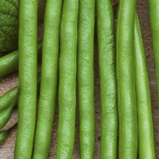 Haricot nain Flevoro - Phaseolus vulgaris - Potager