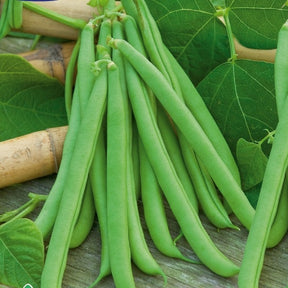 Haricot à rames Westlandse - Phaseolus vulgaris - Potager