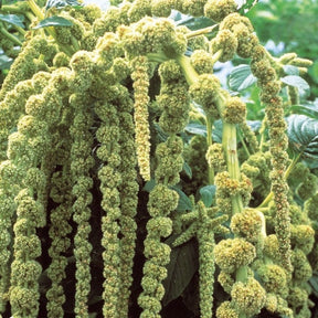 Amarante - Queue de Renard verte Green Cascade - Amaranthus caudatus - Potager