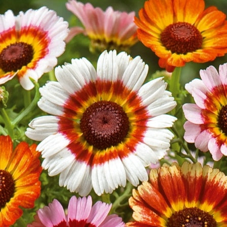 Chrysanthème à carène Rainbow mix en mélange - Chrysanthemum carinatum - Potager