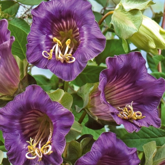 Cobée grimpante Violet Blue Bells - Cobaea scandens - Potager