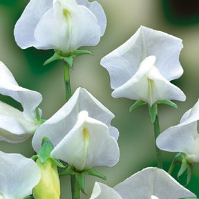 Pois de senteur Janet Scott 1903 - Lathyrus odoratus grandiflorus - Potager