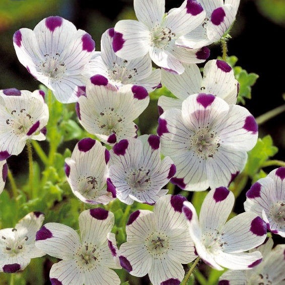 Némophile maculée Spotty - Nemophila maculata - Potager