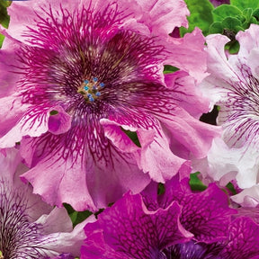 Pétunia à très grande fleur California Giants mix en mélange - Petunia grandiflora superbissima - Potager