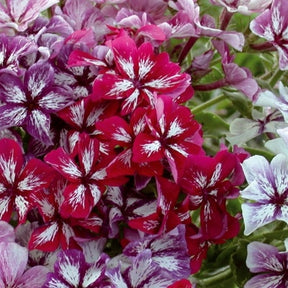 Phlox de Drummond à fleurs étoilées Summer Showers en mélange - Phlox drummondii - Potager