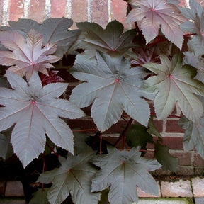 Ricin sanguin - Impala rouge Palma-Christi - Ricinus communis - Potager