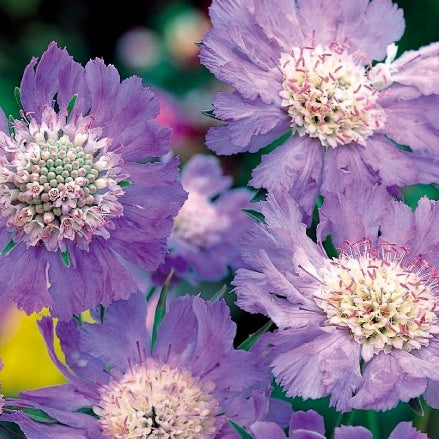 Scabieuse du Caucase vivace Perfection Blue - Scabiosa caucasica - Potager